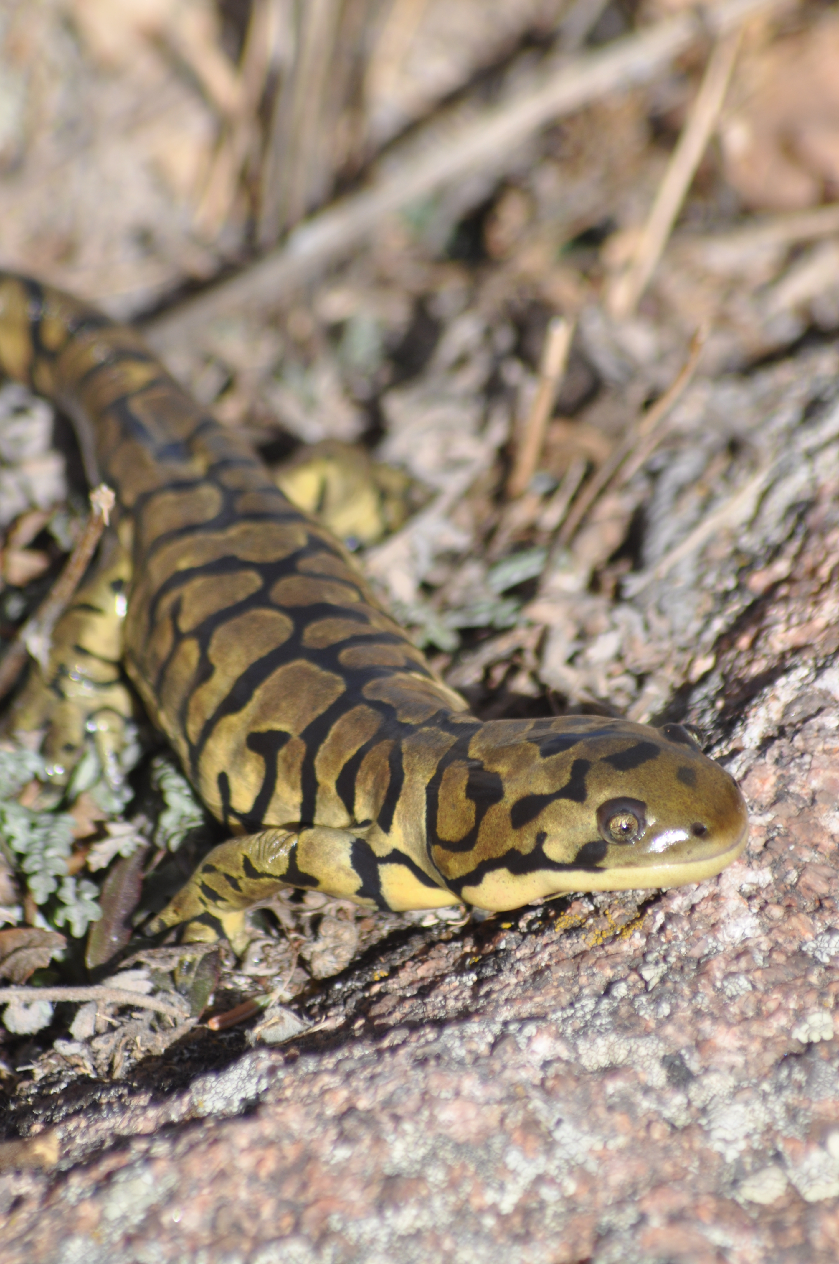 Tiger Salamander courtesy of Ian Abernethy